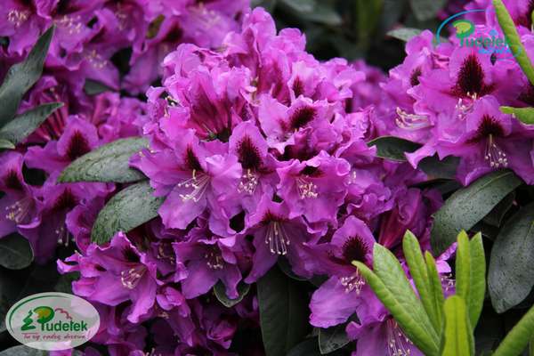 Rhododendron Rasputin